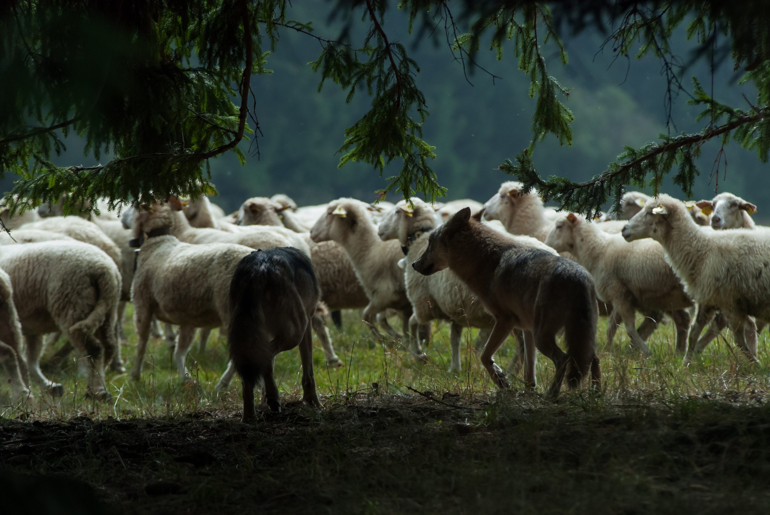 wolves walking along a herd of sheep